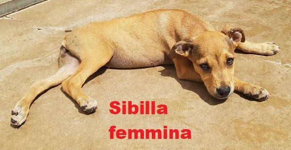 SIBILLA TENERA PITBULL Foto 3